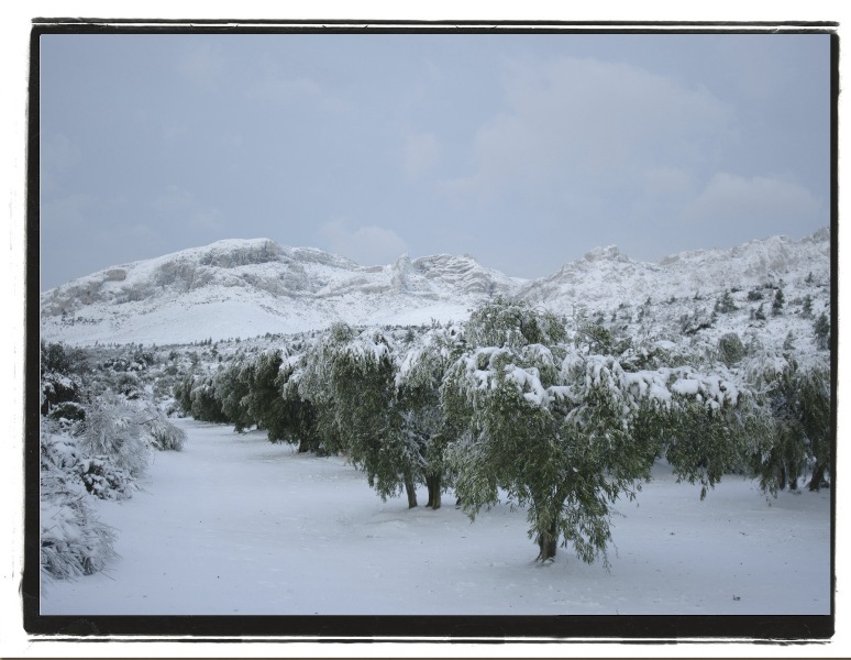LUC_aureille neige1.jpg