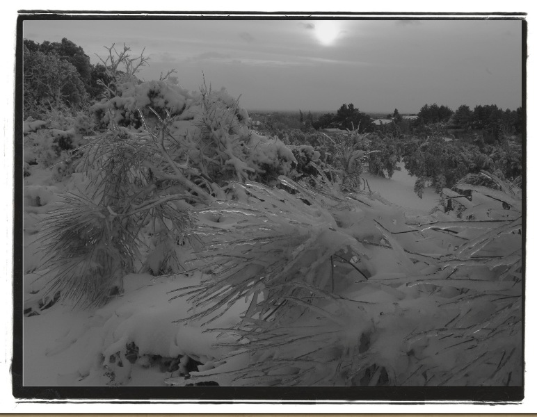 LUC_aureille neige2.jpg