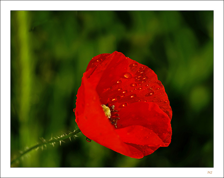Rouge rosÃ©e 111.jpg