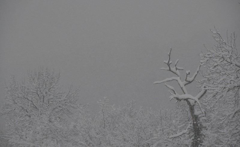 Arbre enneigé.JPG