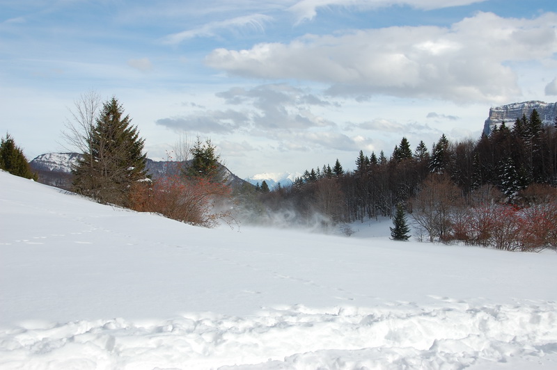 DSC_0720Chartreuse.JPG