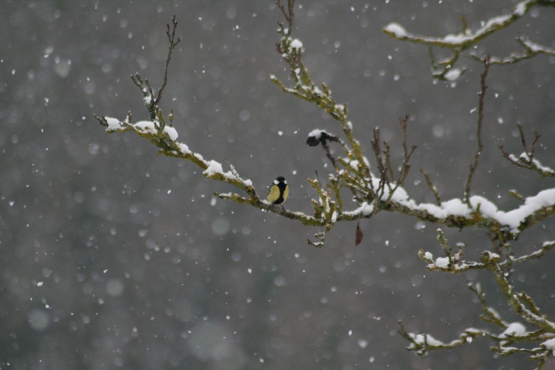MESANGE NEIGE_7937.JPG