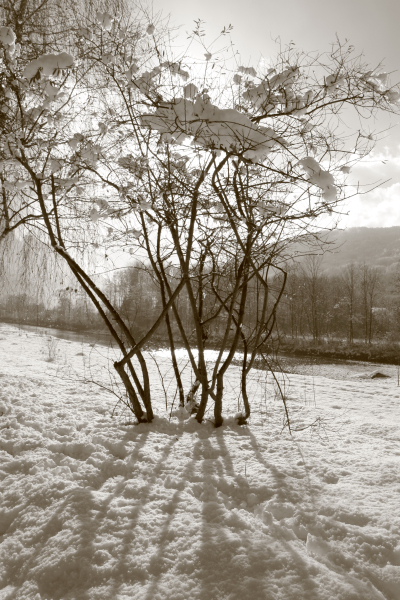 Arbre et rivière.JPG