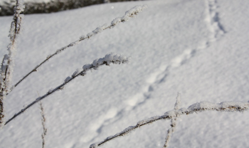 Brindilles et traces.jpg