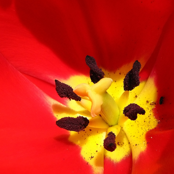 Fleur-2.jpg
