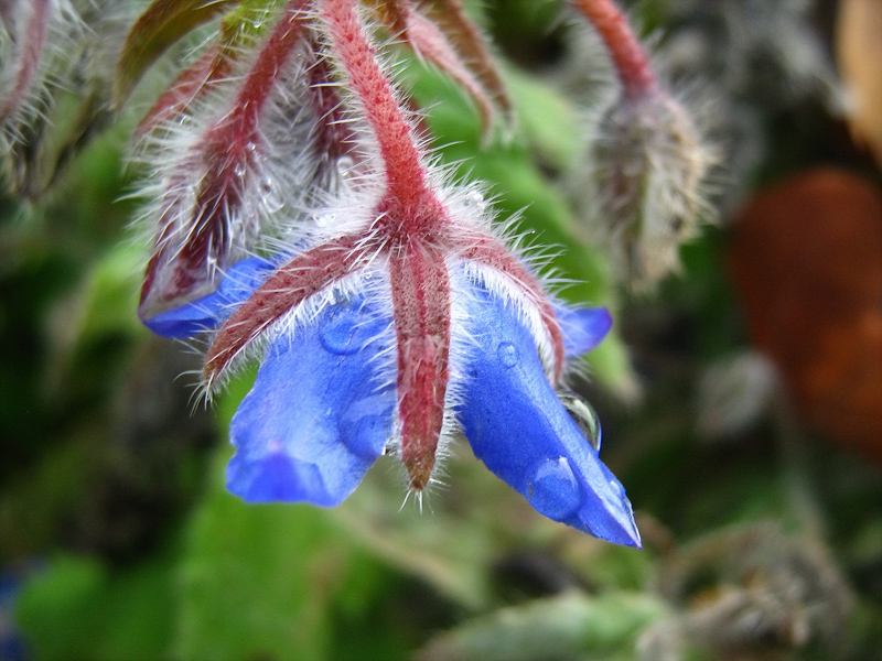 Fleur-1.jpg