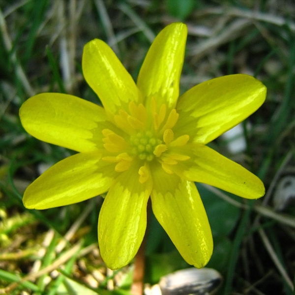 Fleur-3.jpg