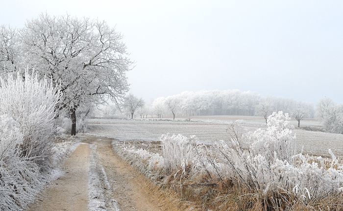 Près de Bruebach- Sundgau.JPG