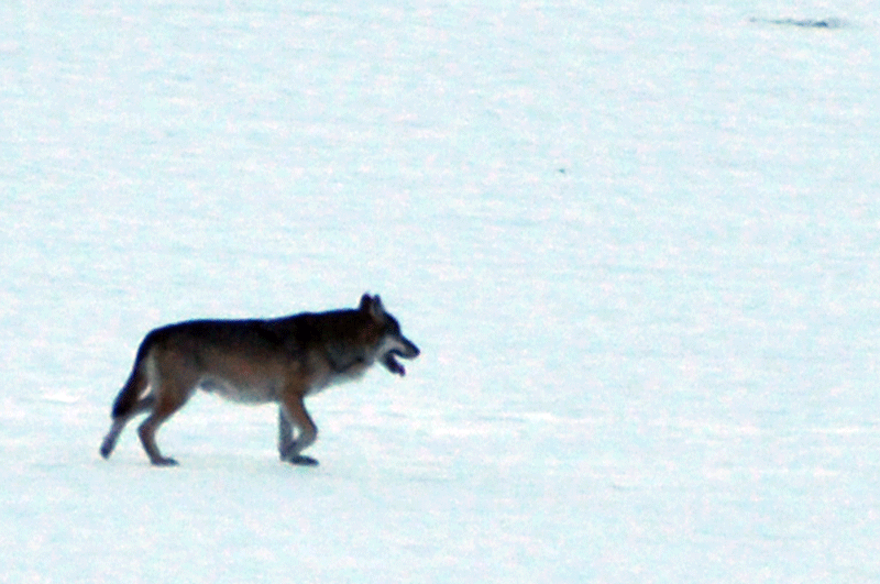 loup-2.gif