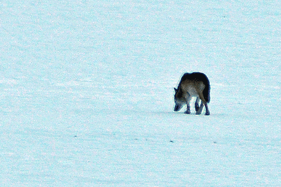 loup-1.gif