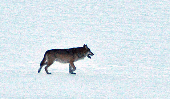 DSC_1043-1.gif