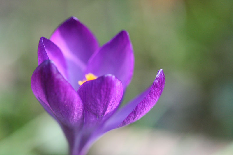 crocus.jpg