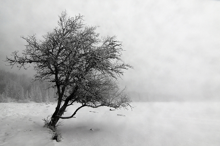 _MG_3387.jpg