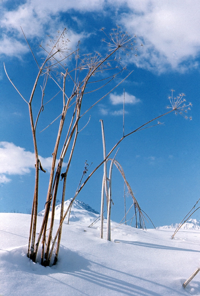 carrotte-Valloire75-bis-600px.jpg