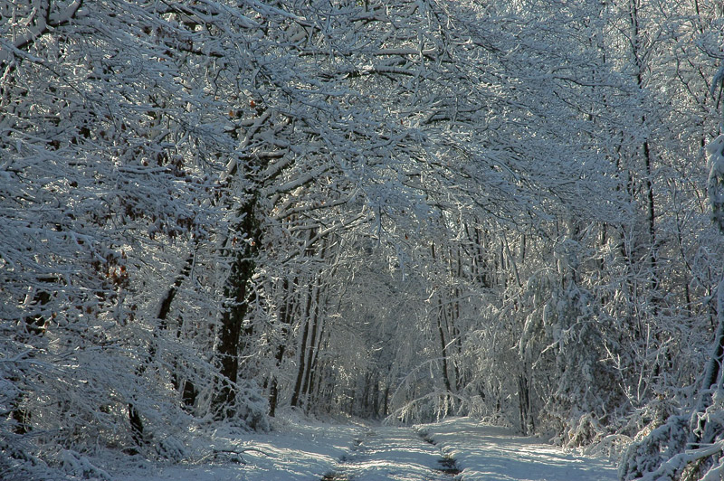 chemin-enneigé-copie.jpg