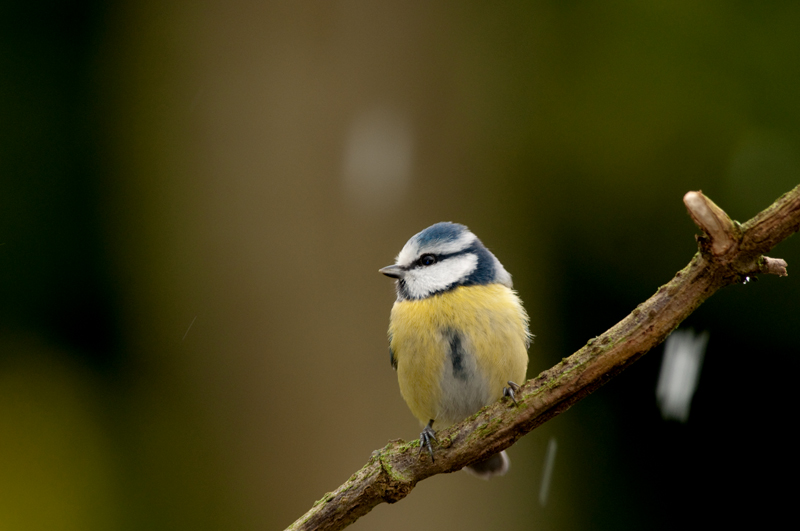DSC_7232.jpg