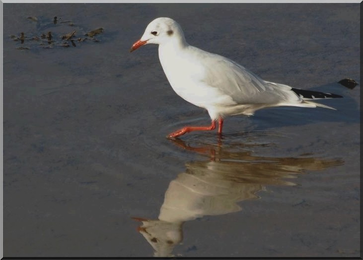 Larus r..jpg