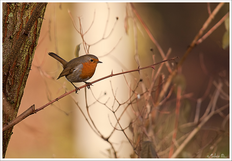 Cock Robin.jpg