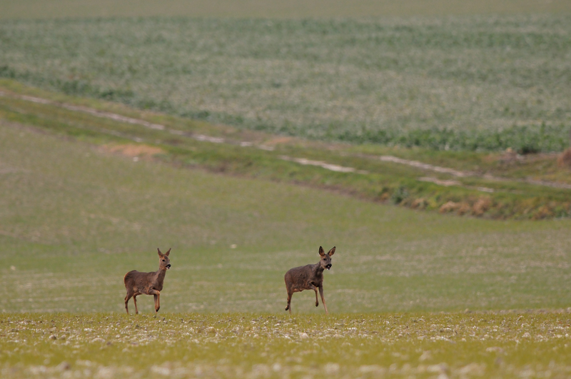 DSC_7470.jpg