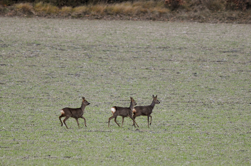 DSC_7472.jpg