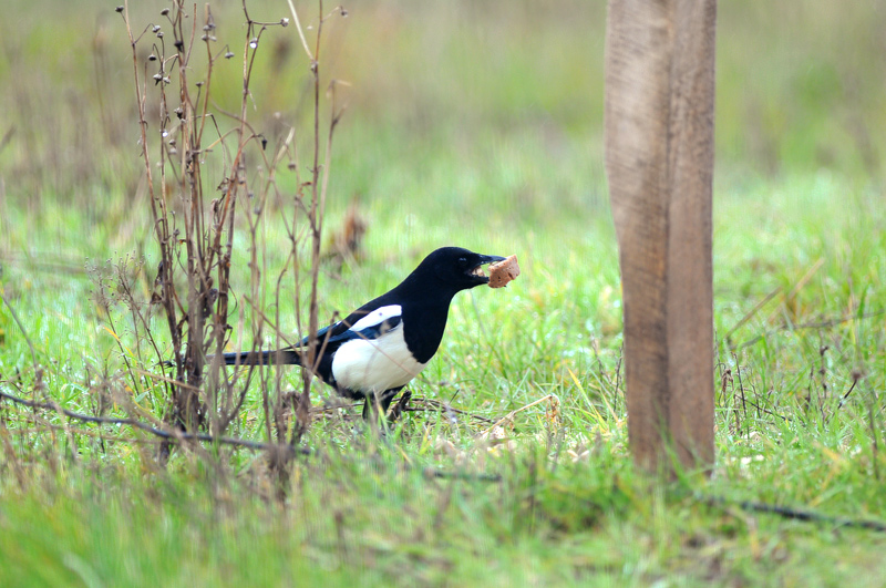 DSC_7482.jpg