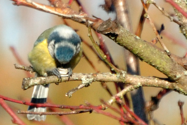 DSC_9438.jpg