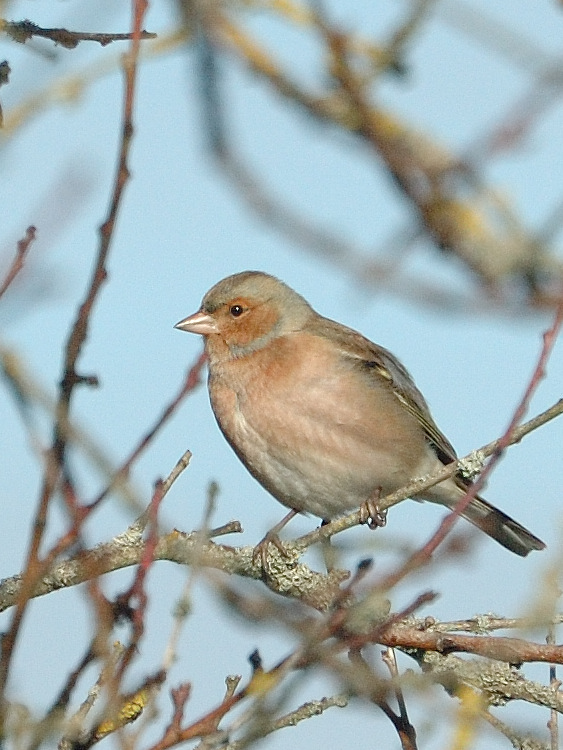 DSC_9454.jpg