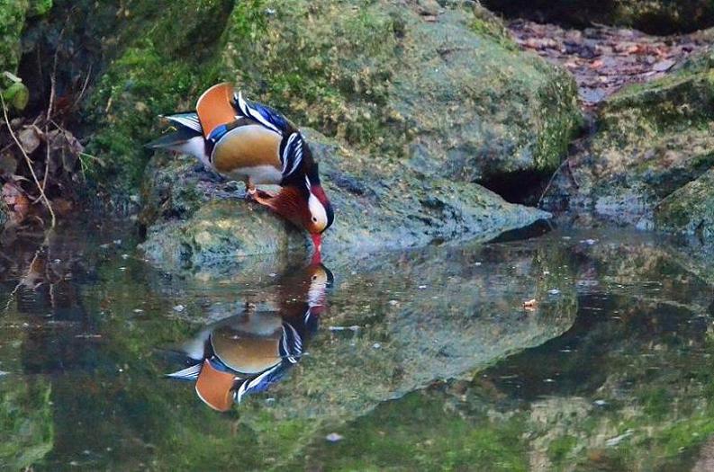 DSC_0866.JPG