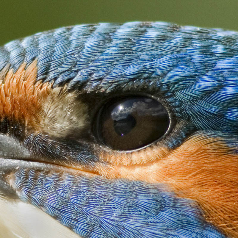 oeil copie.jpg