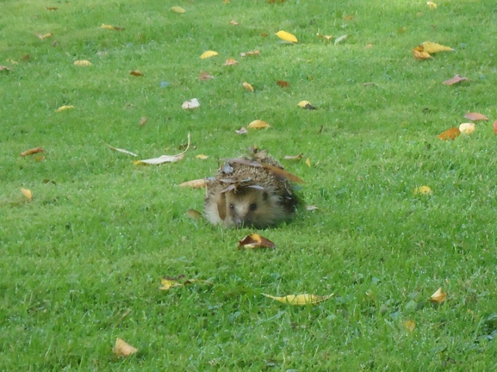 DSC05033.r.jpg
