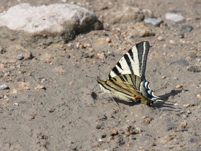 FlambÃ© (Iphiclides podalirius) - ST MARCELLIN EN FOREZ (42).jpg