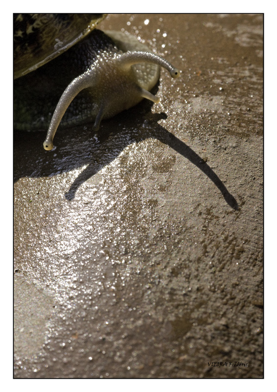 escargot 1.jpg