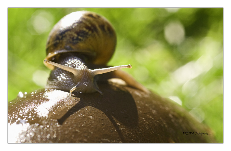 escargot 2.jpg