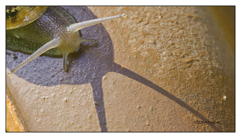 escargot 3.jpg