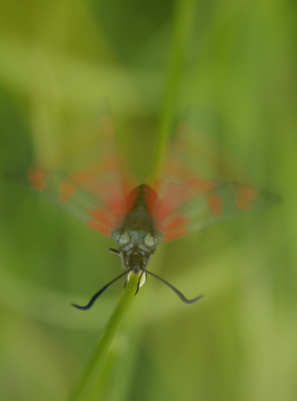 ZygÃ¨ne de la Filipendule (Zygaena filipendulae) - COLOMBEY-LA-FOSSE (10) - 02.jpg
