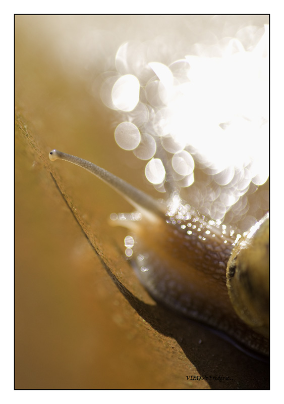 escargot 4.jpg