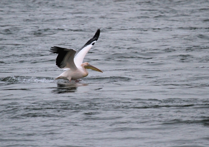 Pelican blanc-H.jpg