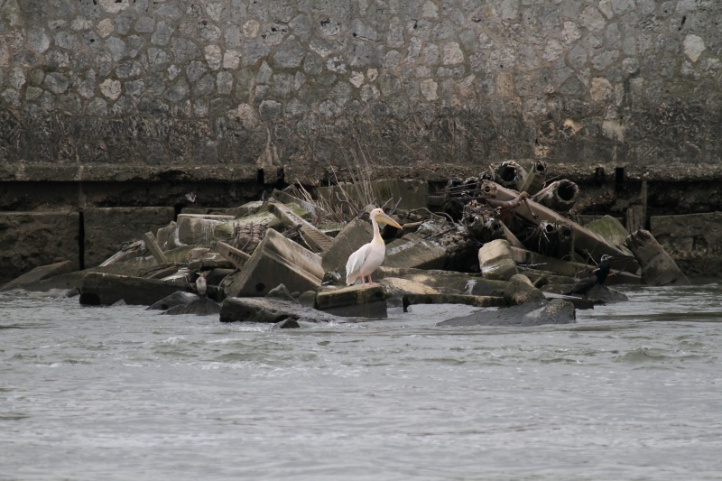 Pelican blanc5.JPG