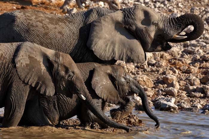 IMG_2679a-Etosha-ElÃ©phants.jpg