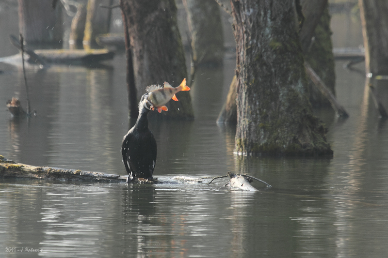 20110223_pca_0078_a_w.jpg