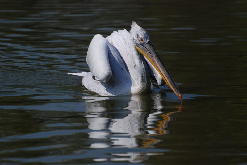 parc aux oiseaux 169.jpg