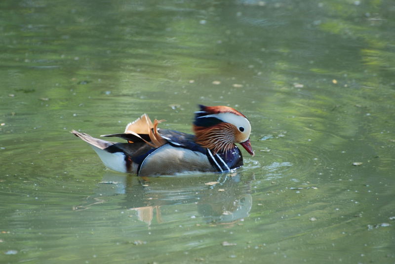 parc aux oiseaux 107.jpg