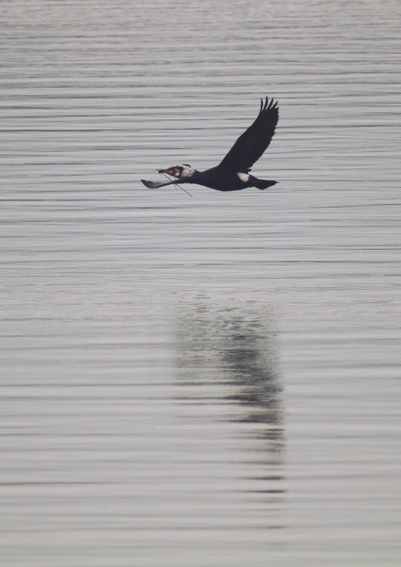 CormoranB.JPG