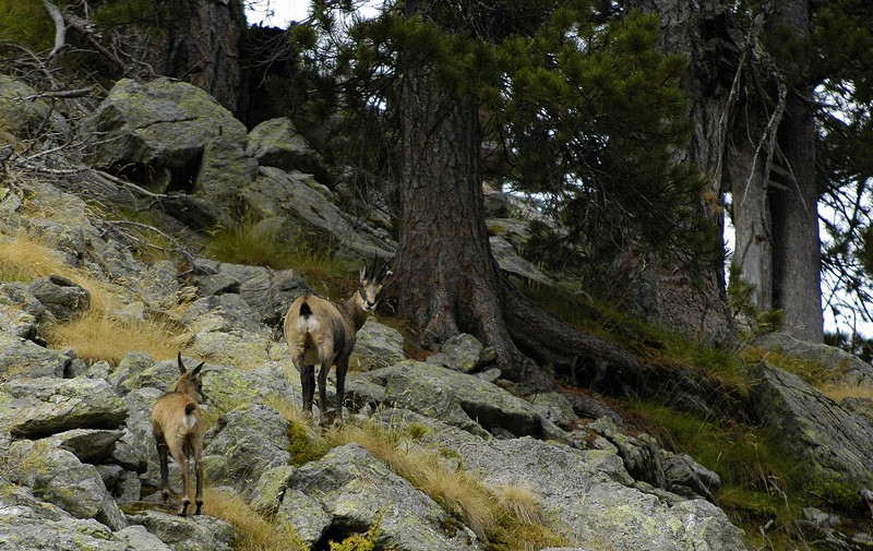 chamois-foret-2web.jpg