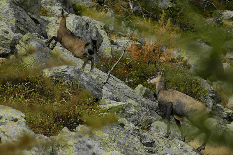 chamois-fÃ´ret-1web.jpg