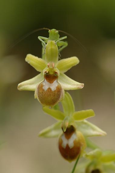 Ophrys araignée (Vercors).jpg