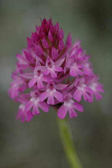 Orchis pyramidal (Mont Ventoux).jpg