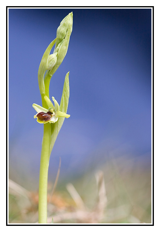 orchidee002.jpg