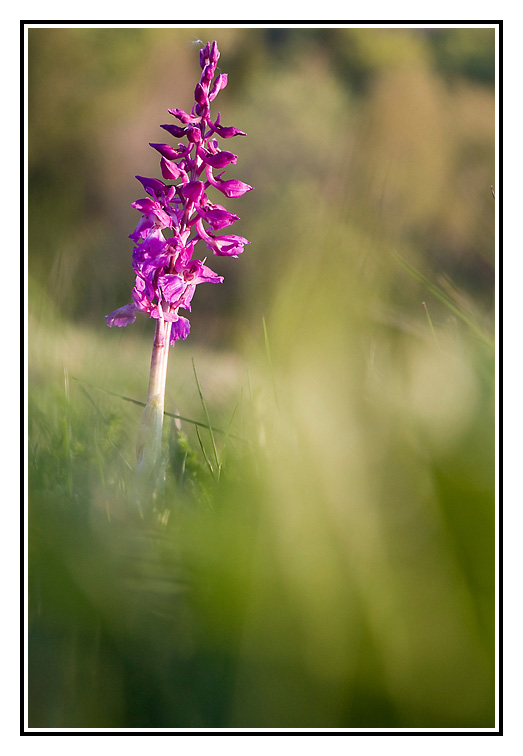 orchidee003.jpg