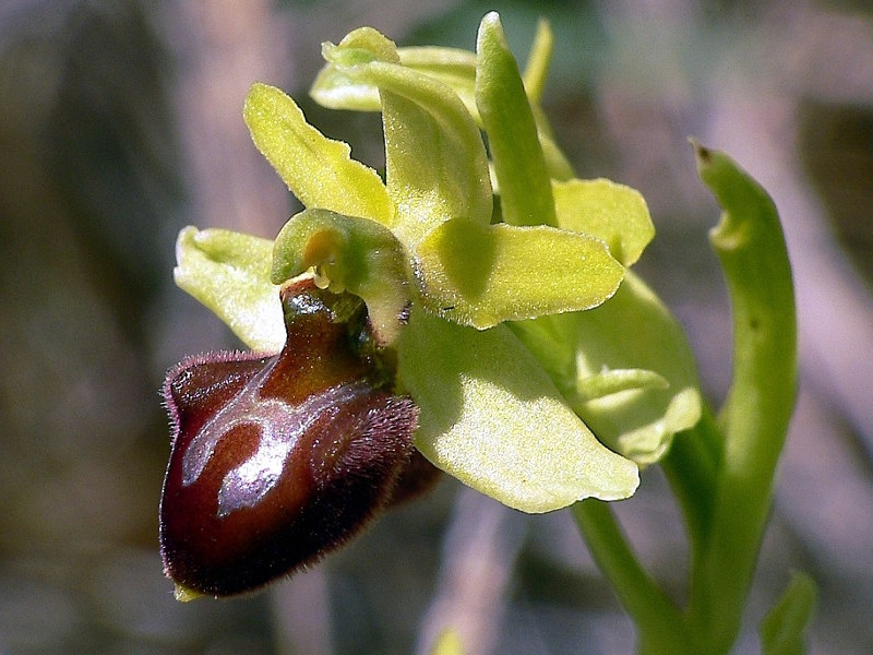Orchidee03.jpg